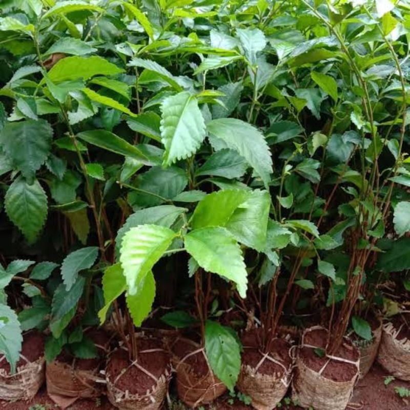 pohon pagar/tanaman pagar hidup/pohon teh tehan