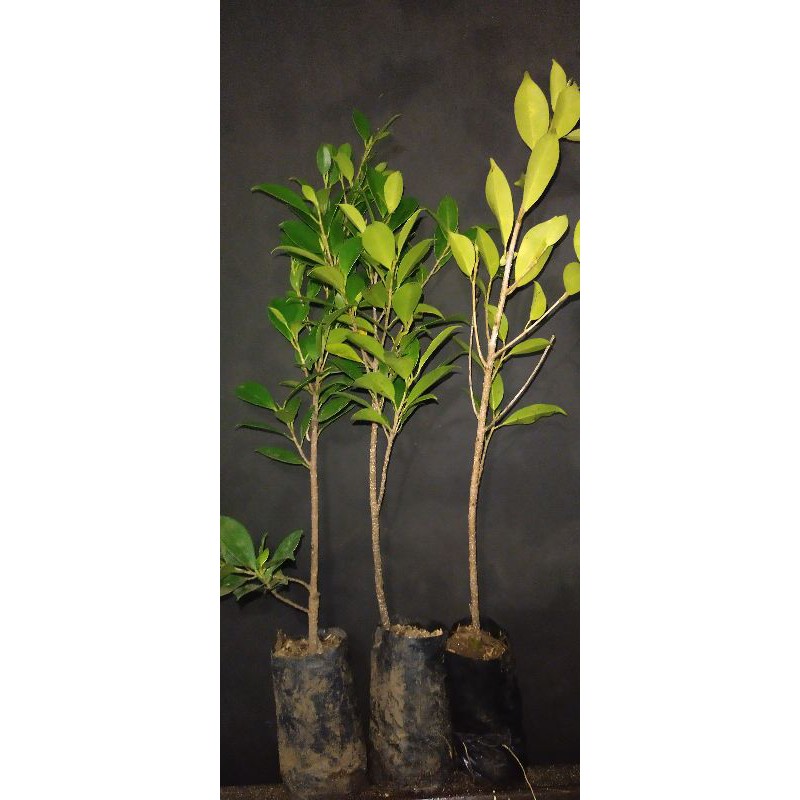 ficus kimeng 35cm
