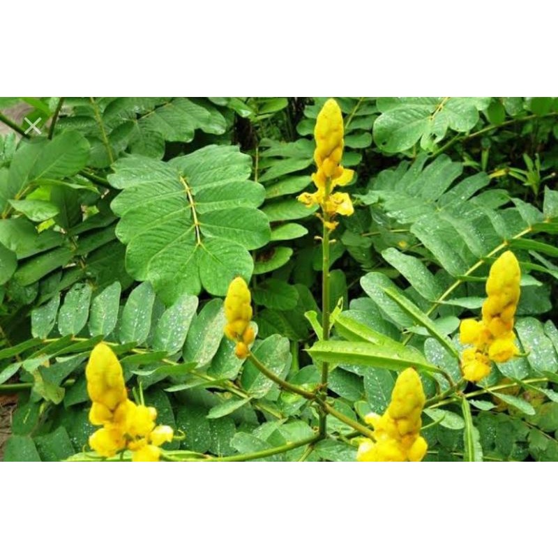

daun kimanila/obat herbal daun ketepeng china segar perkilo