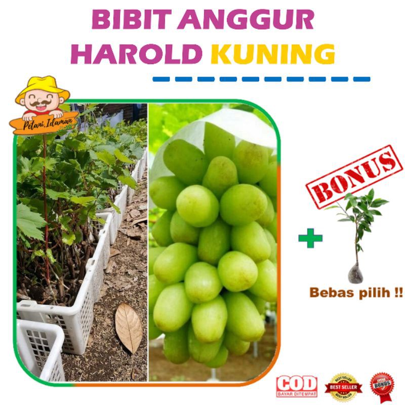 BIBIT / BENIH / TANAMAN TAMAN HIAS / BUAH ANGGUR HAROLD KUNING  IMPORT MANIS GROSIR MERAH HIJAU
