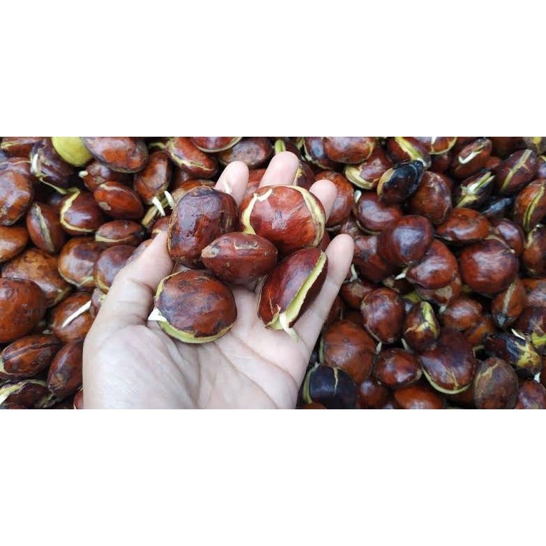 

Jengkol Kupas per 1 Kilogram