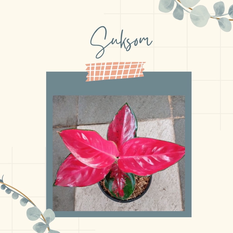 Tanaman Aglonema Hias Aglonema Suksom bunga aglonema suksom anakan