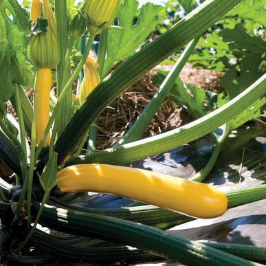 Benih-Bibit Zucchini Golden Glory (Haira Seed)