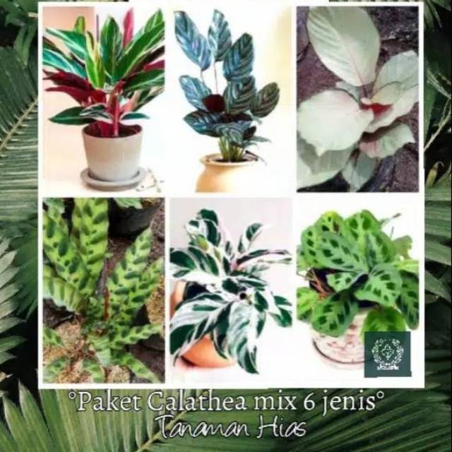 Paket hemat 6 jenis calathea calathea
