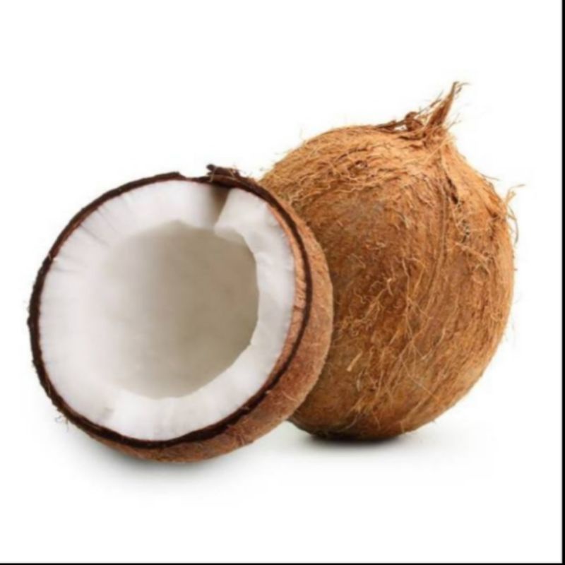 

Kelapa Tua Bulat