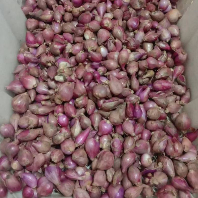 

Bawang merah Brebes 500gr