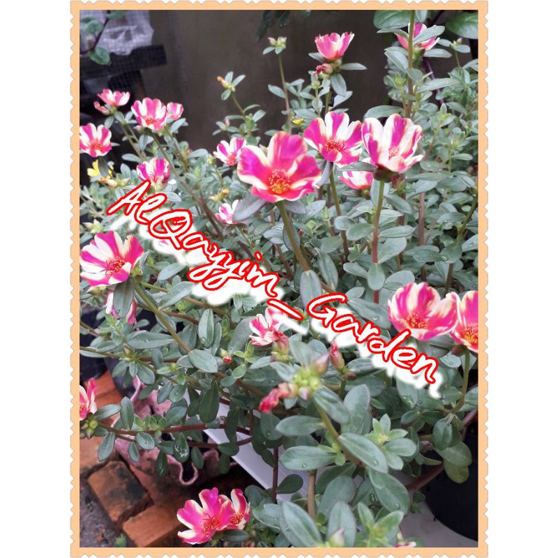 krokot duna sinar petang