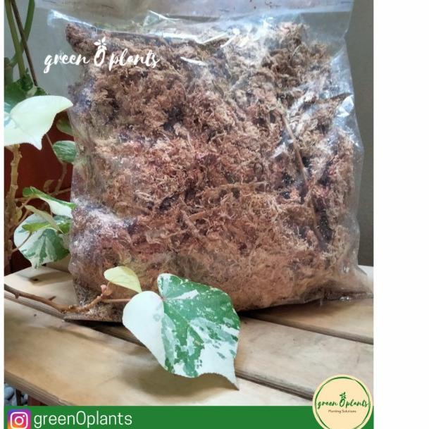 ☎ Sphagnum Moss Chile / Sphagnum Moss / Media Tanam ➸