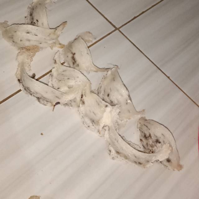 

500g Sarang Walet ( Kalimantan Barat)
