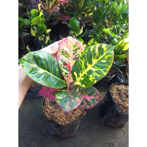 Bibit Bunga Puring Ayu Ting Ting Super Unggul