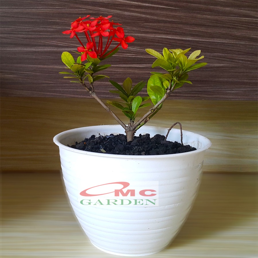 Bonsai Bonsae Soka Mini Asoka Jepang Ixora Merah Tanaman Hias B-SMM-004