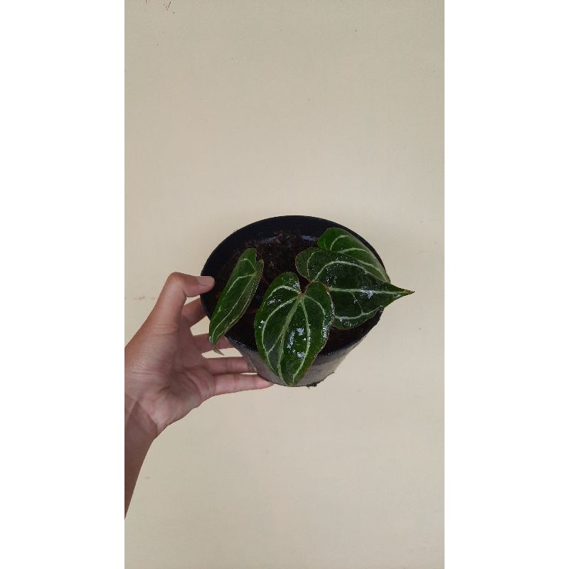 Anturium Clarinervium dark form/ Kuping gajah