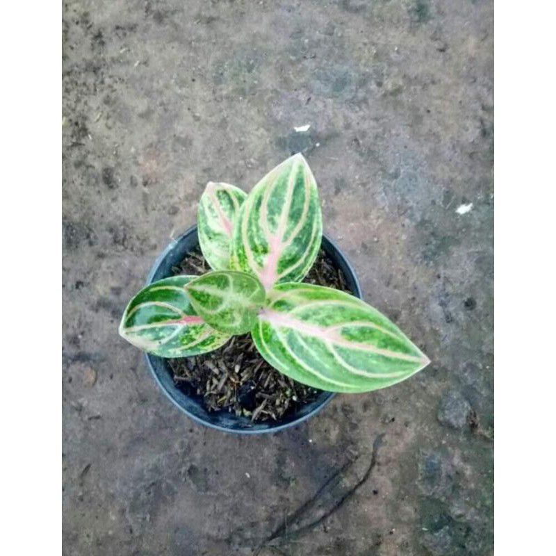 Aglonema Rinjani / Uk Anakan