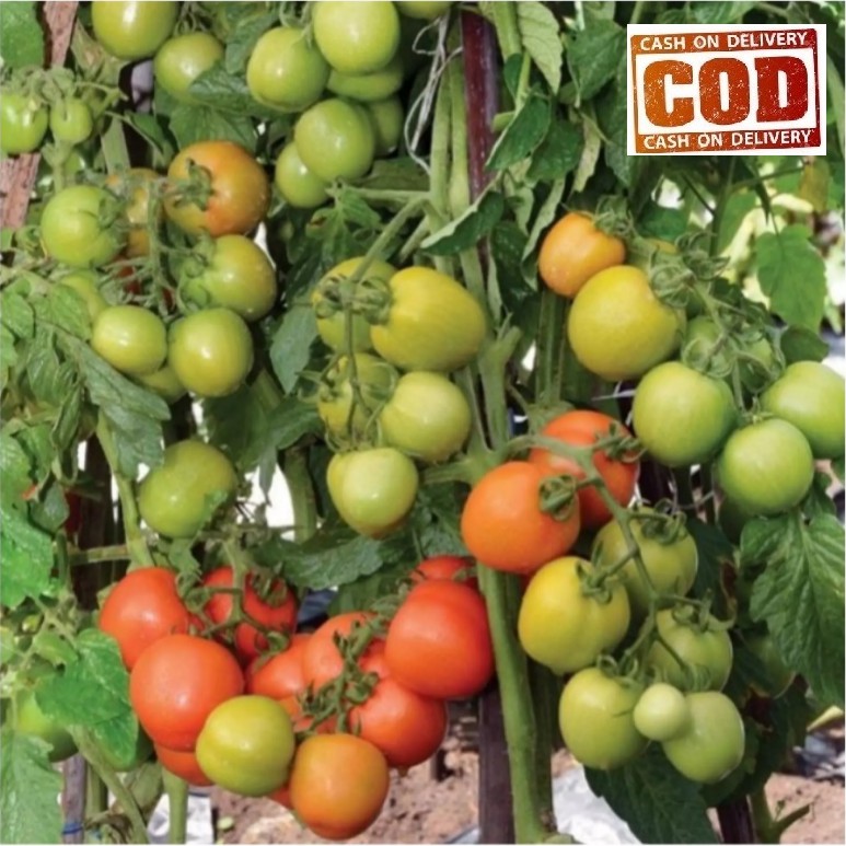 TOMAT RAMPAI 20 Biji / Benih / bibit TOMAT RAMPAI UNGGUL F1 / TOMAT HIBRIDA - TOKO BIBIT MAKMUR