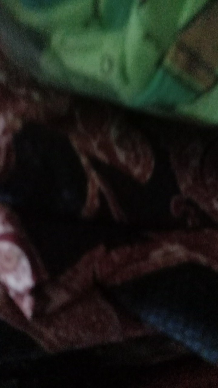 [gridline - R028] Kemeja Batik Pria Katun Lengan Pendek Regular Batik