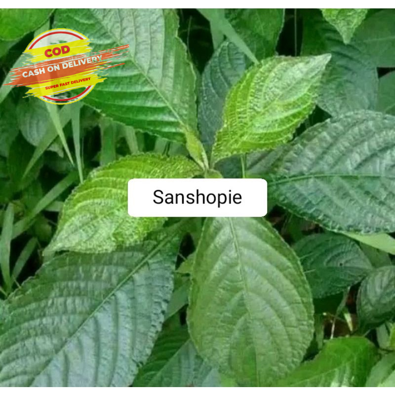 

Keji beling daun kibeling segar 1 kg