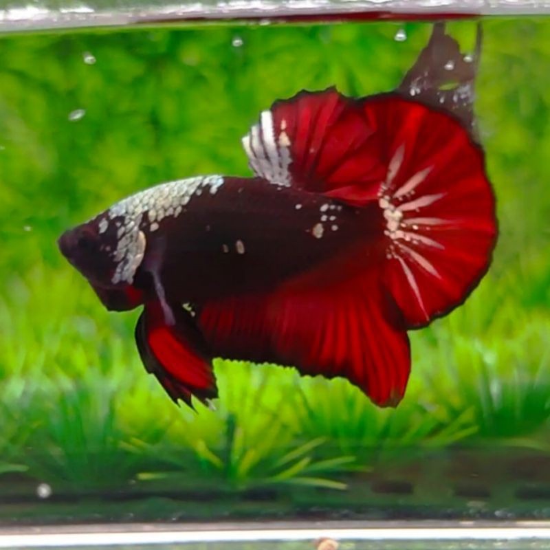 Cupang Avatar Gold Vampire Top Grade