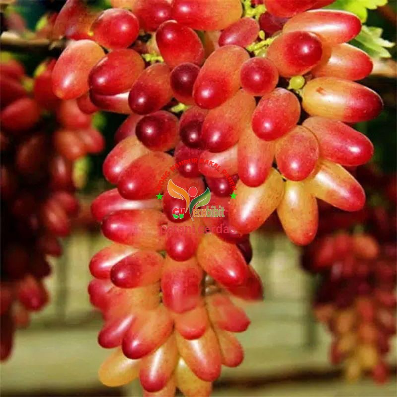 Bibit anggur Jari Merah Import