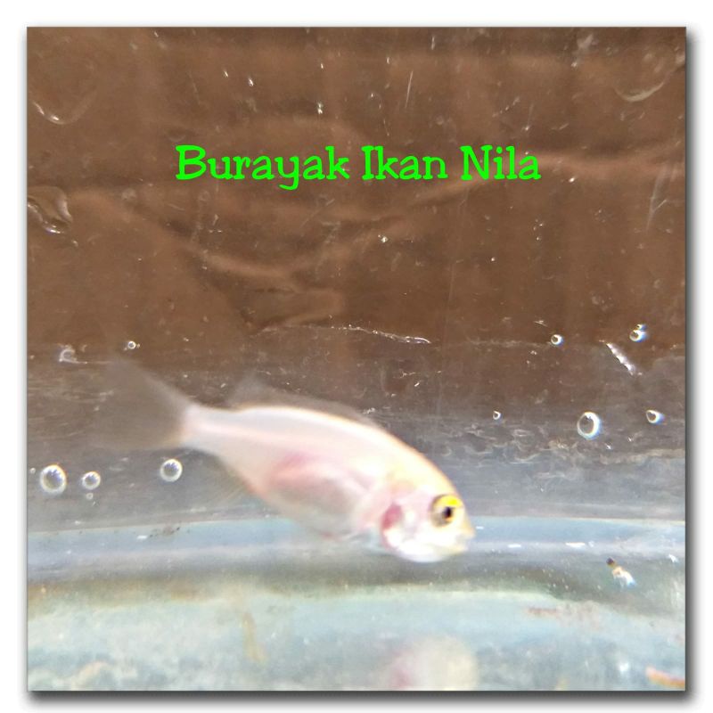 Pakan Hidup Untuk Ikan Predator Burayak Nila Ukuran 1-3 cm Isi 12 Ekor