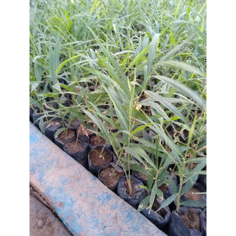 Bibit jahe merah unggul