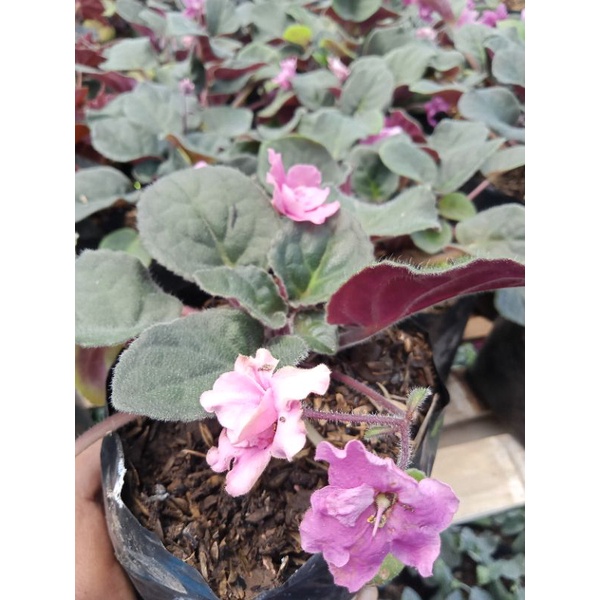 Tanaman bunga violces begonia mawar