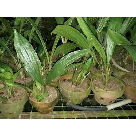 Coelogyne asperata *edisi promosi*