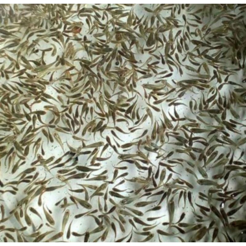 Ikan Cere Pakan Ikan Hias Predator