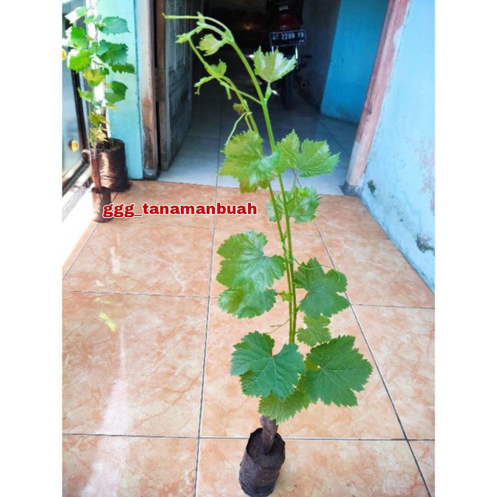 Bibit Anggur Import Landys Manis Asli Grafting