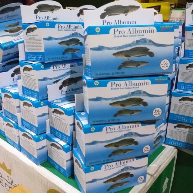 PRO ALBUMIN 50 Kapsul Ekstrak Ikan Gabus Ash-Shihah Mempercepat Penyembuhan PASCA OPERASI / Ekstrak Ikan Kutuk