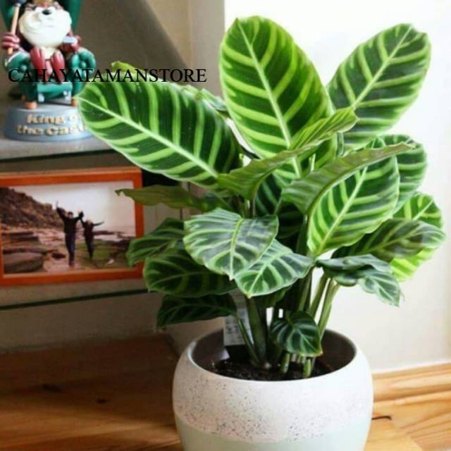 Tanaman calathea zebrina calathea pisang zebrina