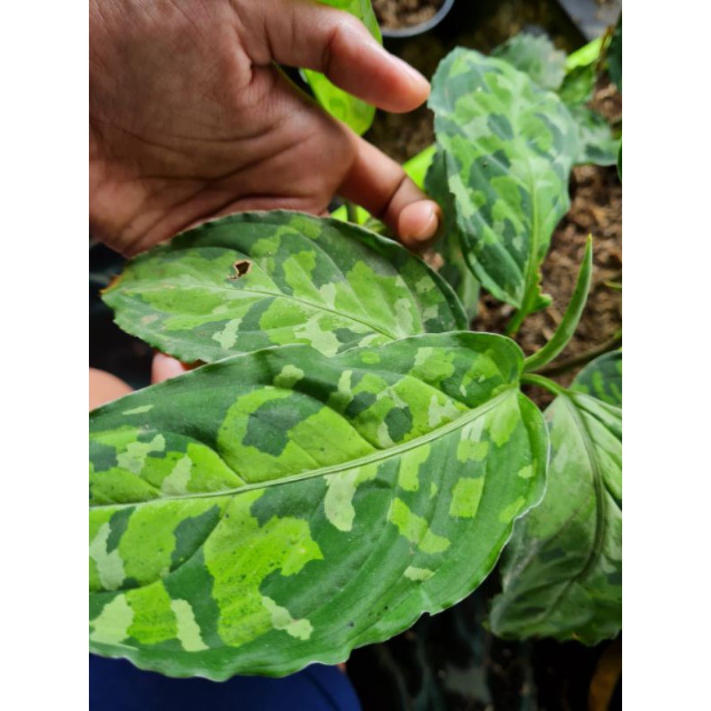 Aglaonema Pictum Tricolor