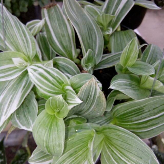 Tanaman gantung Tradescantia fluminensis