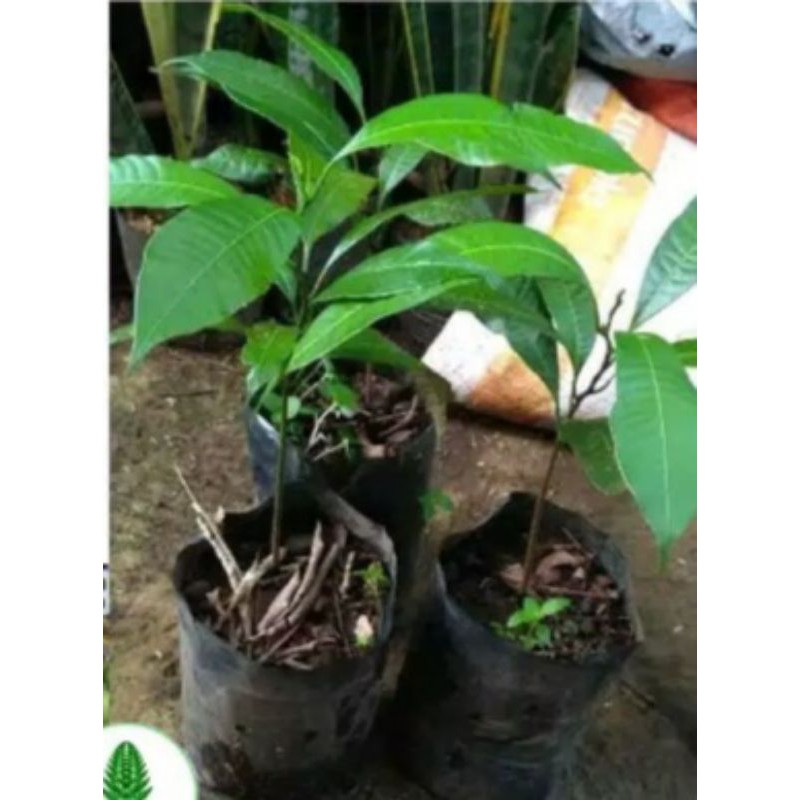Bibit gandaria pohon jatake gandaria murah