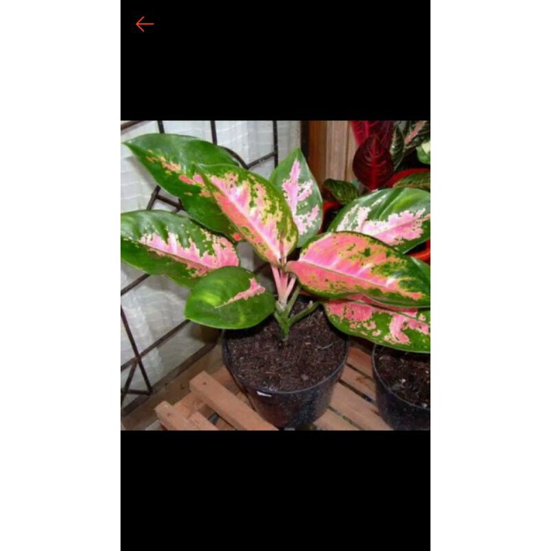 AGLONEMA-KOCHIN-PARAMUAY