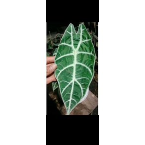 bibit alocasia watsoniana/beby/anakan.Rawatan