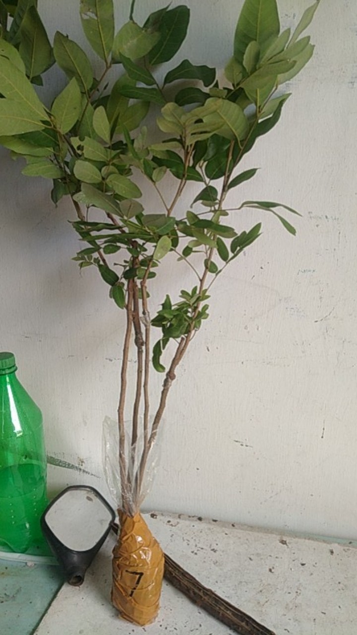 Bibit Kelengkeng Matalada