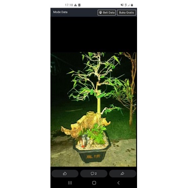 Bibit bonsai bambu kuning hias