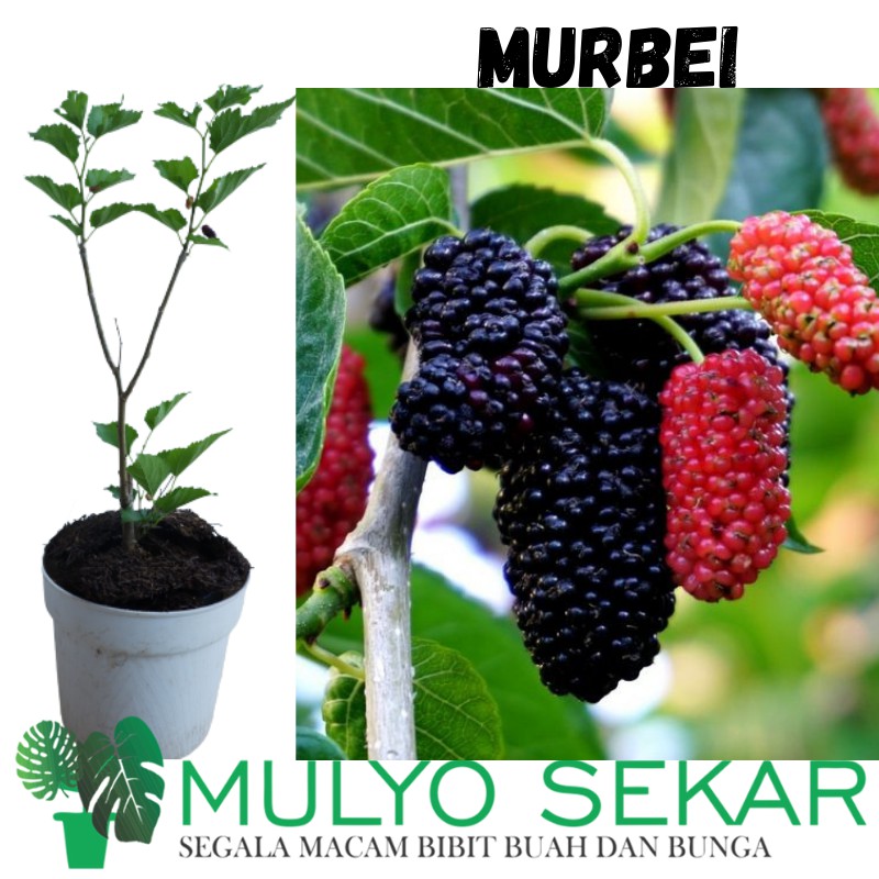 Bibit Tanaman Buah Murbei Jumbo Bibit Mullbery Murbey Kondisi Berbuah