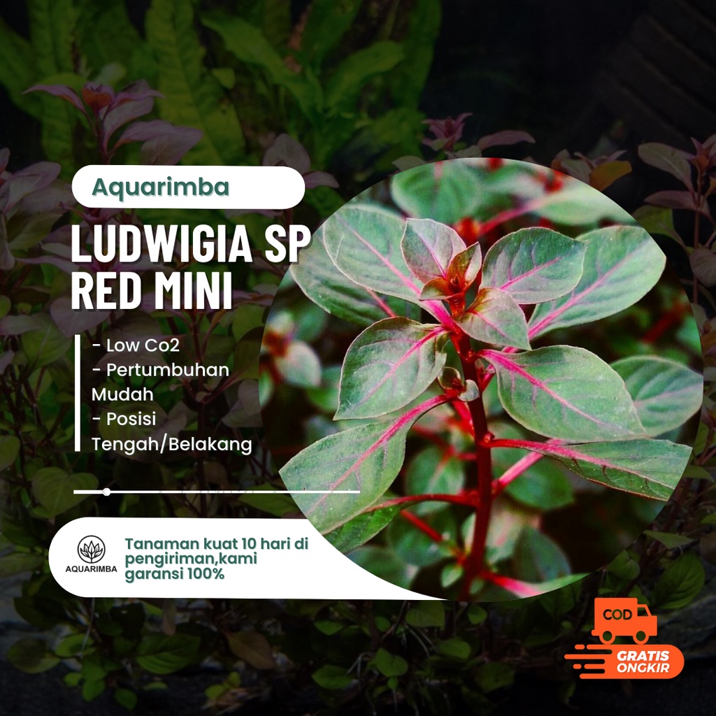 Ludwigia sp red mini - Tanaman Aquascape Tumbuhan Air Hidup Hiasan Dekorasi Pohon Aquarium