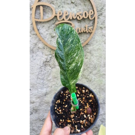 rhaphidophora megasperma varigata A