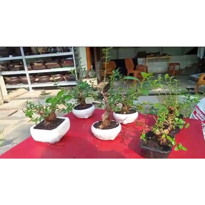 Sancang mame pot keramik