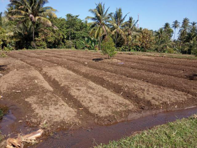 Blus Lonceng Batik Sogan Pisang Bali Seragam Kantor Kerja Wanita Vintage Puff Lengan Trompet