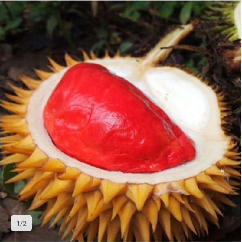bibit durian merah