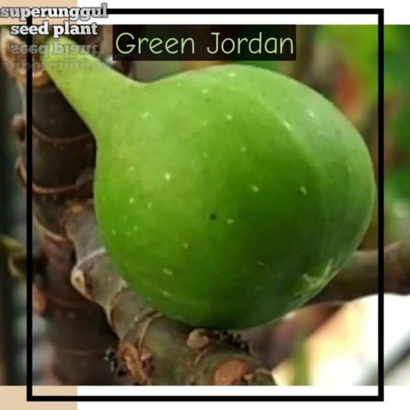 Tanaman Buah Tin Jenis Green Yordan