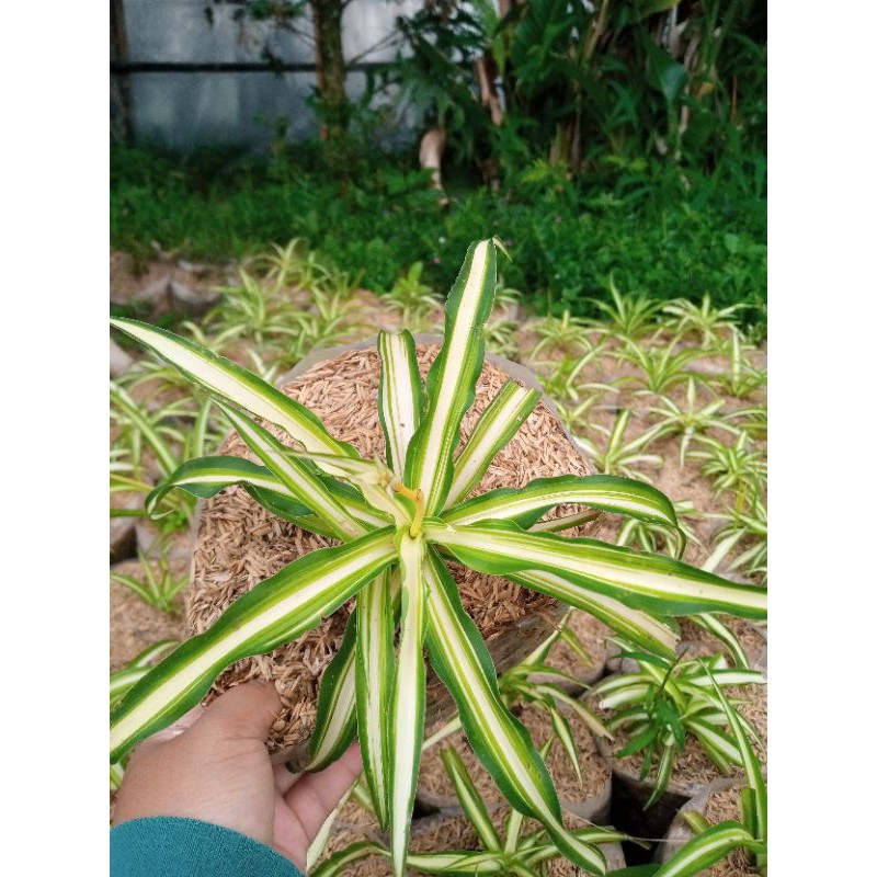 tanaman hias bunga es lilin