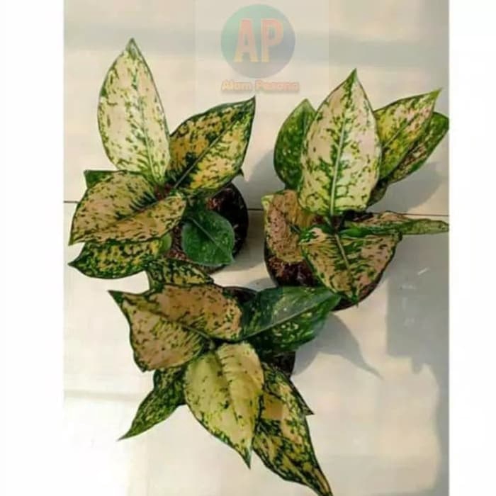 Tanaman Hias Aglonema Ruby Ciangmey (Remaja) - Ruby Chiangmai - Aglaonema