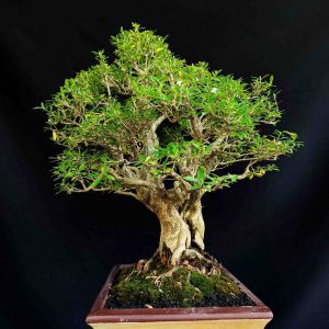 Bonsai Pohon Seribu Bintang Serbin Serissa Prospek