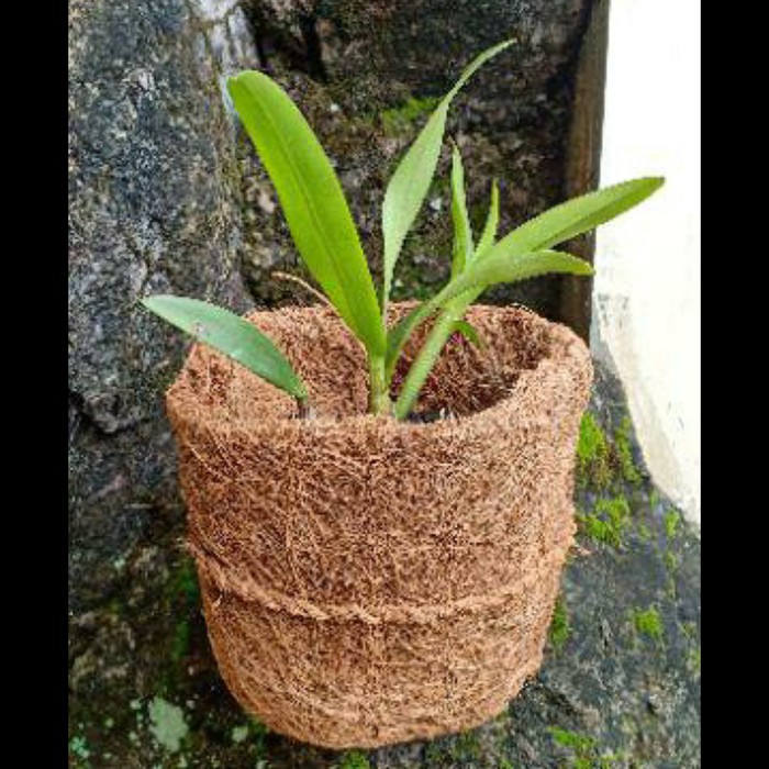 Unik Terlarispot bonsai,anggrek,dendro,vanda,bulan mini Limited