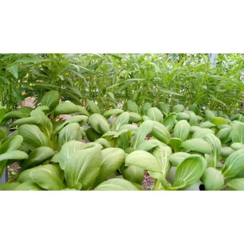 

Pakcoy, sayuran hidroponik segar sehat bebas pestisida