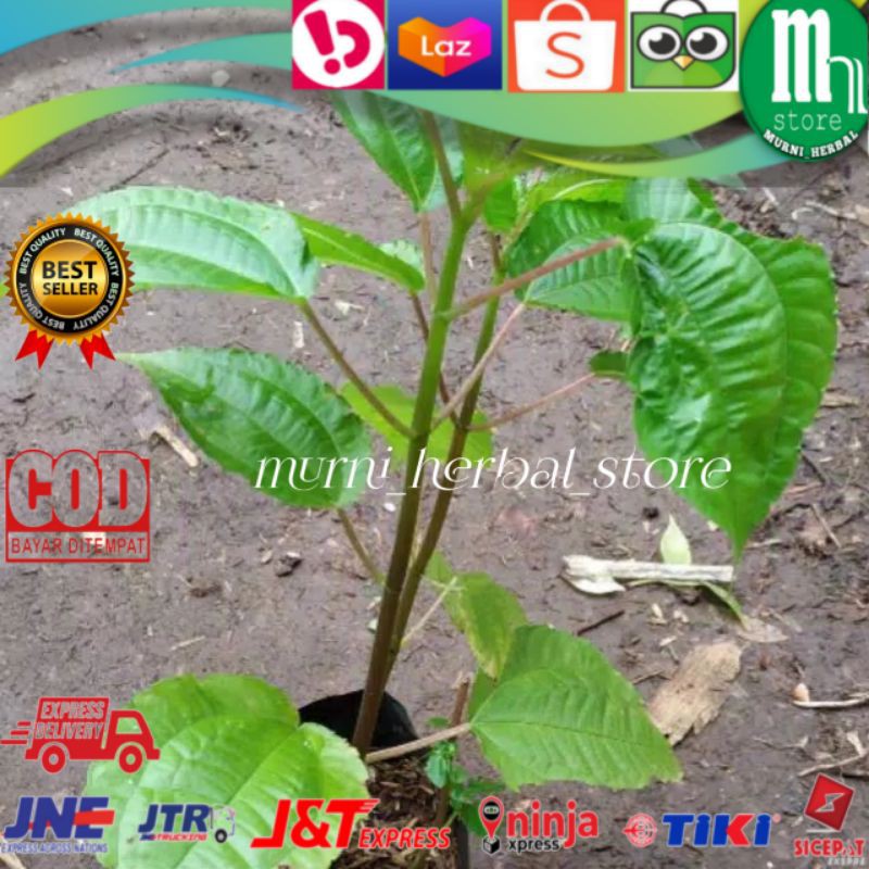 

Bibit Pohon Pohpohan - Pohon Lalap.